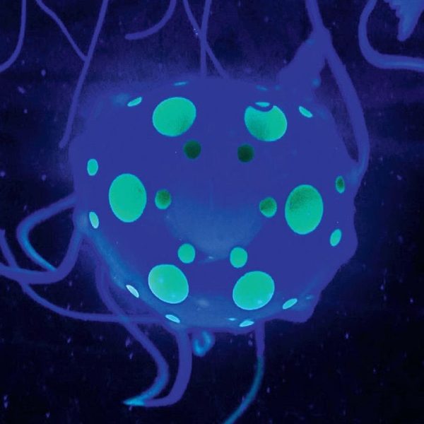 discovery-mindblown-stem-jellyfish-aquarium-lamp-32306066128983_720x discovery-mindblown-stem-jellyfish-aquarium-lamp-32306066128983_720x